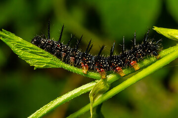 caterpillars of a European peacock butterfly on green leaves they feed on
