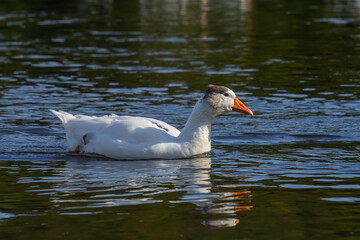 A domestic goose is a goose that humans have domesticated and kept for their meat, eggs, or down feathers. Domestic geese have been derived through selective breeding from the wild greylag goose