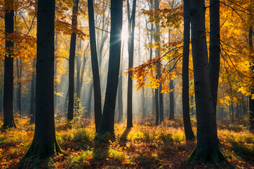 Fototapeta premium Autumn landscape background. Sunny day in the park with yellow leaves and fog.
