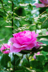 Rose, field and outdoor ecology in environment, flower bush and growth or blooming in nature. Plant, blossom and countryside forest with botany for peace in ecosystem, wilderness and vegetation