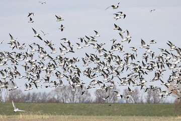 Vogelschwarm mit Möwen