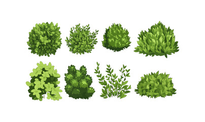 Cartoon shrub bush set. Garden green decoration bushes, illustrated hedge shrubs plants isolated on white