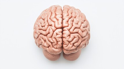 Intricate human brain model showcasing detailed anatomy and complex structures. Ideal for educational, medical, and scientific projects.