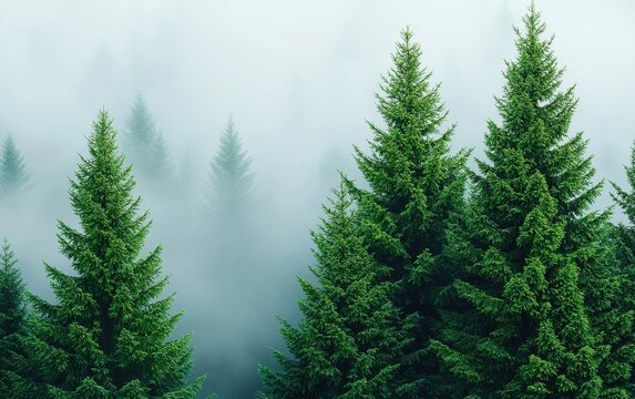 A serene forest scene featuring lush evergreen trees surrounded by mist, creating a tranquil and enchanting atmosphere.