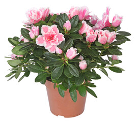 Azalée japonaise rose en pot	
