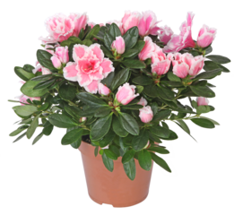 Azalée japonaise rose en pot	