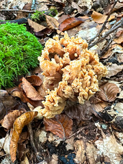 mushrooms in the forest