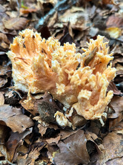 mushrooms in the forest