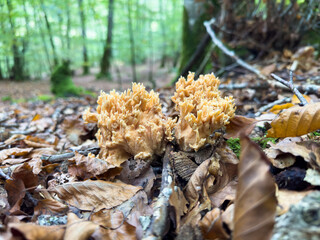 mushrooms in the forest