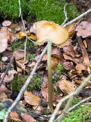mushrooms in the forest