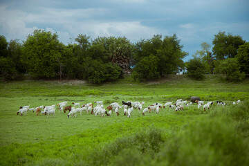 Fototapeta premium Grazing Goats in a Lush Meadow: A serene and picturesque scene of a herd of goats peacefully grazing on a vibrant green meadow, framed by a backdrop of lush trees and a cloudy sky. 
