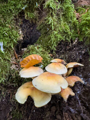 mushrooms in the forest
