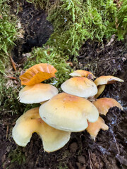 mushrooms in the forest