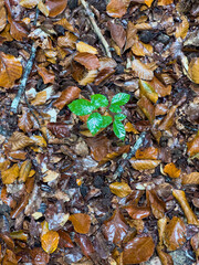 mushrooms in the forest