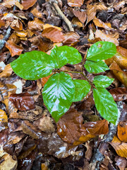 mushrooms in the forest