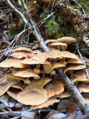 mushrooms in the forest