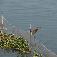 An Indian Pond Heron ( Ardeola grayii ), also known as a Paddybird, perched on netting at the edge of shallow water in Tamil Nadu, India, awaiting its next meal 
