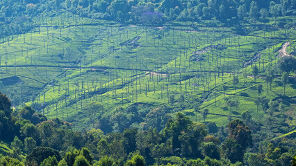 Silver Oak trees ( Grevillea robusta ) on a tea plantation in Tamil Nadu, India. The trees are planted to protect the tea bushes by providing shelter and shade from extremes of cold and hot weather