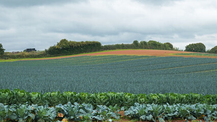 Organically grown leek crop ( Allium ampeloprasum ) in a Devon field in late summer in UK with cabbage and sprout plants in the foreground. Leeks can be grown all year round in the area