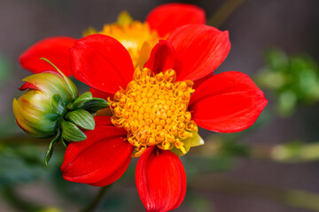 太陽のようなダリア01