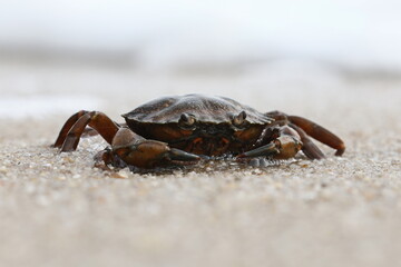 Krabbe am Strand