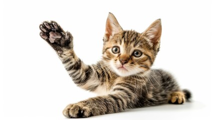 Obraz premium Cute Tabby Cat Playing with Its Paw - Perfect for Pet Lovers