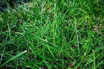 Close-Up of Fresh Green Grass Blades in Sunlight