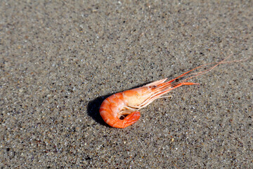 Shrimp on Clean Wet Sand of a Seaside Beach