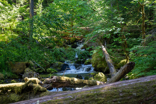A flowing stram surrounded by greenery on the Silver Falls Loop Trail, WA.