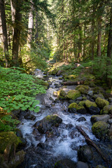 A flowing stram surrounded by greenery on the Silver Falls Loop Trail, WA.