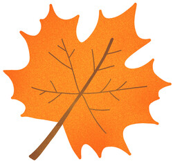 autumn maple leaf