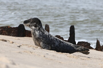 Kegelrobbe am Strand