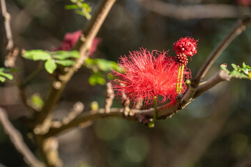 Calliandra / Roter Puderquastenstrauch mit Blüten