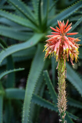 Aloe Arborescens