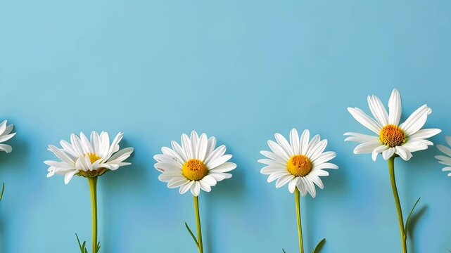 row of daisies on blue background, floral arrangement. nature and serenity concept.