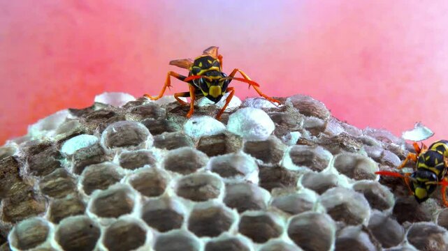 Paper wasp Polistes gallicus - Wasp nest with larvae and pupae in paper honeycomb