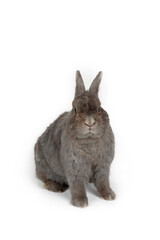 Rabbit grey isolated on white 