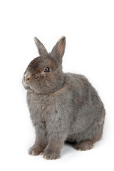 bunny grey isolated on white 