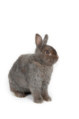 Rabbit grey isolated on white 
