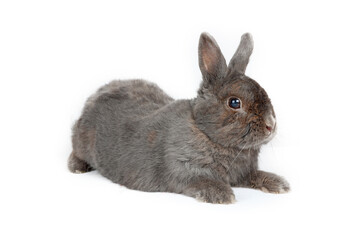 bunny grey isolated on white 