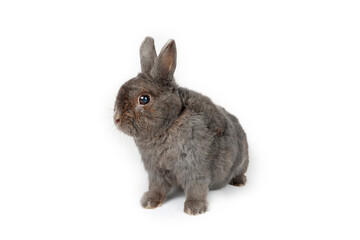 Rabbit grey isolated on white 