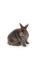 Rabbit grey isolated on white 