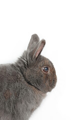 portrait of Rabbit grey isolated on white 
