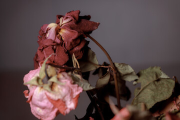 Dried flowers in a glass vase. Concept of dry skin, mental health problems, emotional burnout, dehydration. Lack of clean water and the environmental consequences of global warming.