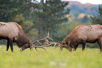 Magnificent Elk Bulls Battling Locking Horns Antlers Collide Rut Fight