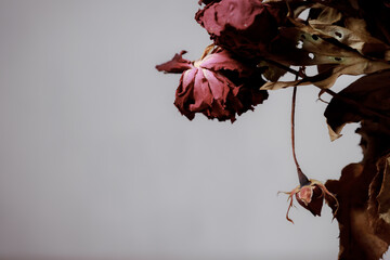 Dried flowers in a glass vase. Concept of dry skin, mental health problems, emotional burnout, dehydration. Lack of clean water and the environmental consequences of global warming.