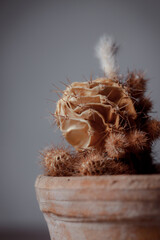 Dried cactus in a clay pot. Concept of dry skin, mental health problems, emotional burnout, dehydration. Lack of clean water and the environmental consequences of global warming.