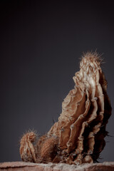 Dried cactus in a clay pot. Concept of dry skin, mental health problems, emotional burnout, dehydration. Lack of clean water and the environmental consequences of global warming.