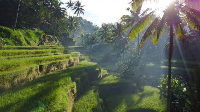 Morning Drone Footage Over Rice Paddies in Indonesia