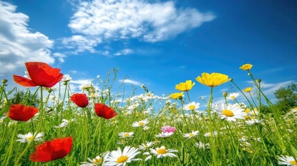 Obraz premium Colorful Wildflowers Under a Bright Blue Sky